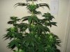 day 23 of flowering 001.jpg