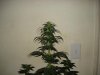 day 23 of flowering 002.jpg