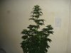 day 23 of flowering 003.jpg