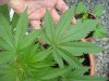 jonboy30-albums-jonboy-s-2009-outdoor-grow-picture65095-healthy-northern-lights-fan-leaf.jpg