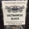 Vietnamese Black Seeds - SnowHigh Seeds.jpg