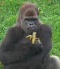 gorilla_holding_banana.jpg