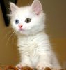 itm_beautiful-cute-kittens-photos-for-display-profile2014-01-24_00-08-23_1.jpg