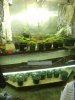 wide shot of veg station.jpg