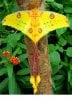 A-picture-of-a-Comet-Moth.-What-a-beautiful-creature..jpg