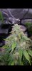 Screenshot_20210217-110930_Yahoo Mail.jpg
