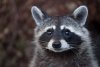 depositphotos_143512323-stock-photo-north-american-raccoon.jpg