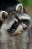 fd404dc7d434102018ec45a783e53f70--racoon-baby-animals.jpg