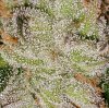 Bud Trichomes 01.jpg