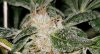 Bud Trichomes 05.jpg