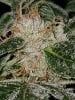 Bud Trichomes 06.jpg