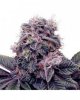 grand-daddy-purp-380x475 (1).jpg