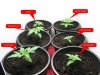 14 day seedlings.jpg