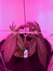 3631130_wedding-cake-orange-cookies-x-nicole-grow-journal-by-voidrealmz.jpg