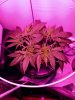 3669903_wedding-cake-orange-cookies-x-nicole-grow-journal-by-voidrealmz.jpg