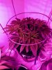 3694222_wedding-cake-orange-cookies-x-nicole-grow-journal-by-voidrealmz.jpg