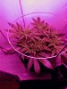 3694223_wedding-cake-orange-cookies-x-nicole-grow-journal-by-voidrealmz.jpg