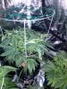 3742082_wedding-cake-orange-cookies-x-nicole-grow-journal-by-voidrealmz.jpg