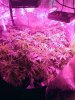 3768068_wedding-cake-orange-cookies-x-nicole-grow-journal-by-voidrealmz.jpg