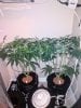 3802521_wedding-cake-orange-cookies-x-nicole-grow-journal-by-voidrealmz.jpg