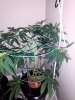 3802543_wedding-cake-orange-cookies-x-nicole-grow-journal-by-voidrealmz.jpg