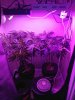 3836215_wedding-cake-orange-cookies-x-nicole-grow-journal-by-voidrealmz.jpg