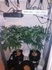 3847578_wedding-cake-orange-cookies-x-nicole-grow-journal-by-voidrealmz.jpg