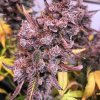 dragonsflamegenetics-1604390045131.jpg