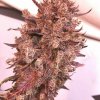 dragonsflamegenetics-1605563312691.jpg