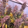 dragonsflamegenetics-1608265908531.jpg