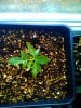 seedling-2-22days.jpg