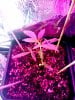 seedling-1-day-25.jpg