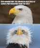 bald-eagle.jpg