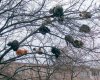 cats-in-trees1.jpg