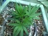 WhiteWidowMax_Clones_2week (1).jpg