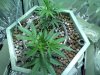 WhiteWidowMax_Clones_2week (3).jpg