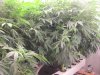 Pot Pics 2020 120.jpg