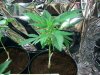 2007_0325Plants0209.jpg