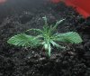 20days from seed.jpg