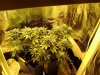 3rd Grow 63 Days 005.jpg