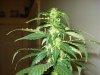 day 27 flowering 009.jpg