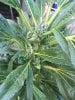 Blue Dream Early Flowering.jpg