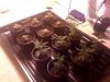 6 jack herer 6 dj short flo day 9.jpg