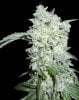 legend-collection-afghan-kush-special.jpg