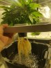 Day 7 Veg Choc Skunk roots.jpg