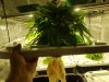 Day 9 Veg CS 3 and roots.jpg