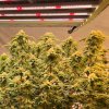 cannabis-growing-under-medicgrow-led.jpg