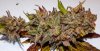 mac dragon No 10 harvest day 63 (1 of 1).jpg