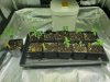 2x2 Seedlings.jpg