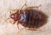 bedbugs-howserious-l.jpg
